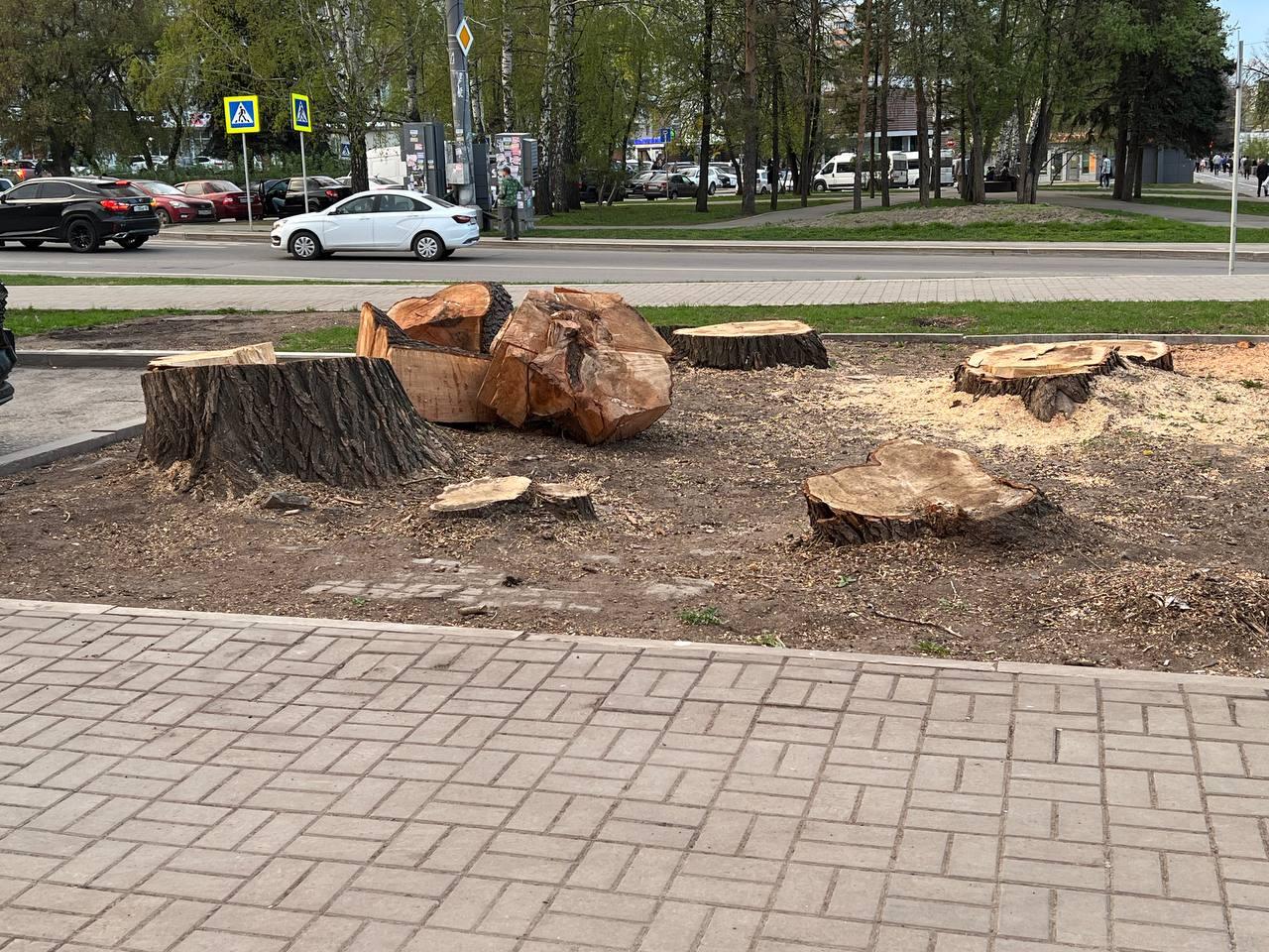 «Уничтожили ещё один зеленый уголок»: уфимцев встревожила очередная вырубка деревьев