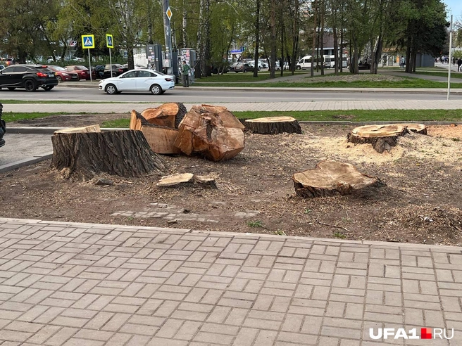 Всё, что осталось от деревьев на улице Халтурина | Источник: Андрей Бирюков / UFA1.RU