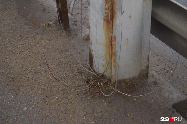 Источник: Антон Данилов / 29.RU