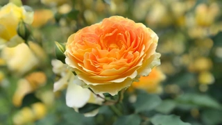 Значение цветов роз