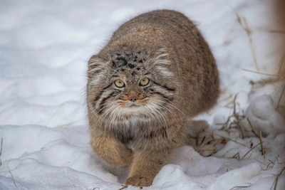 В Новосибирском зоопарке две недели бесплатного входа