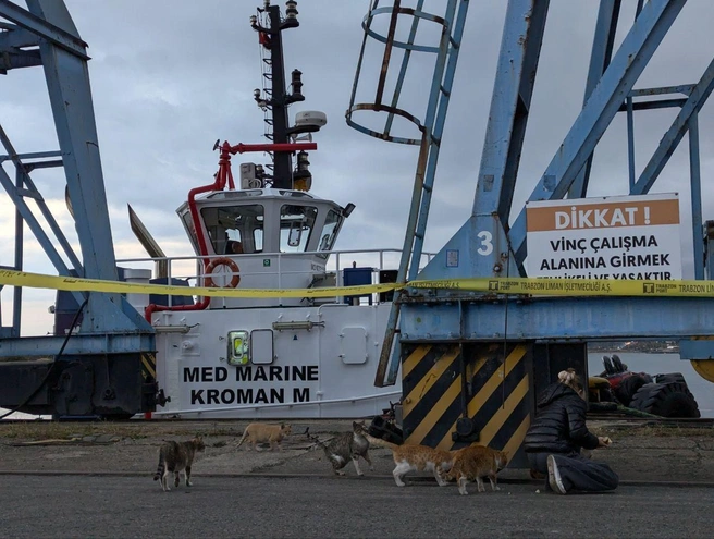 Кошки в турецком порту | Источник: читатели / SOCHI1.RU