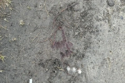Следы медведя обнаружили в пригороде Барнаула