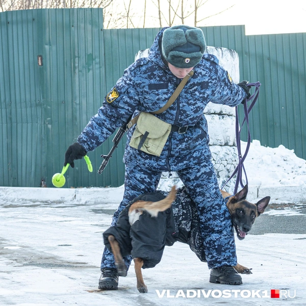 Источник: Елена Буйвол / VLADIVOSTOK1.RU