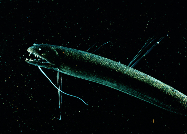 Свечение моря: 5 примеров биолюминесценции в Мировом океане