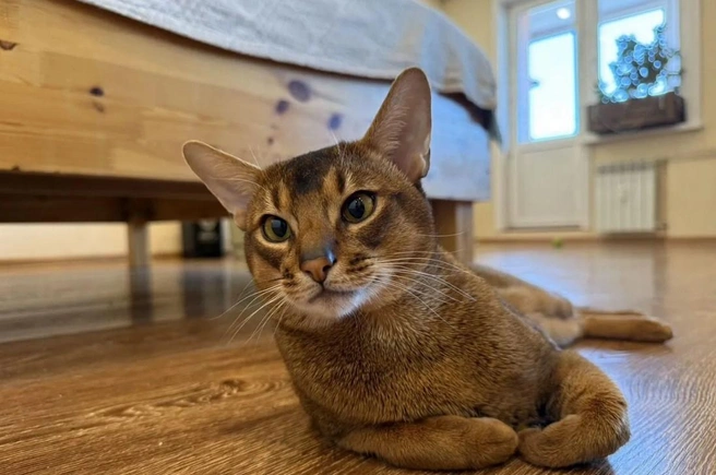 Апельсину&nbsp;— 3 года, он умен и красив, и с этим не поспоришь | Источник: скриншот с сайта «Авито»