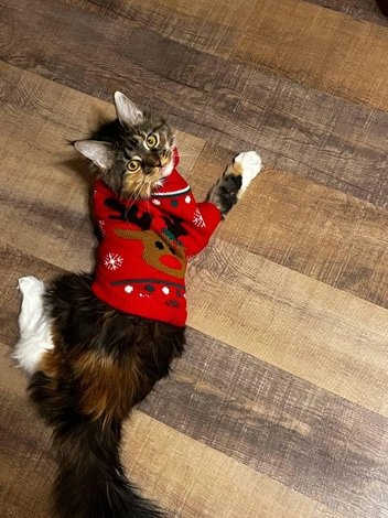 «Я запомню это и устрою тебе новогоднее настроение. Только установи елку, и я покажу тебе, что такое настоящее веселье» | Источник: читательница НГС