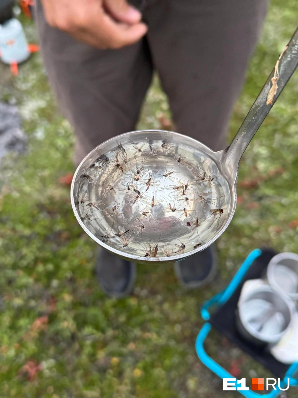Камчатские комары гораздо суровее наших уральских \| Источник: Павел Кошкин
