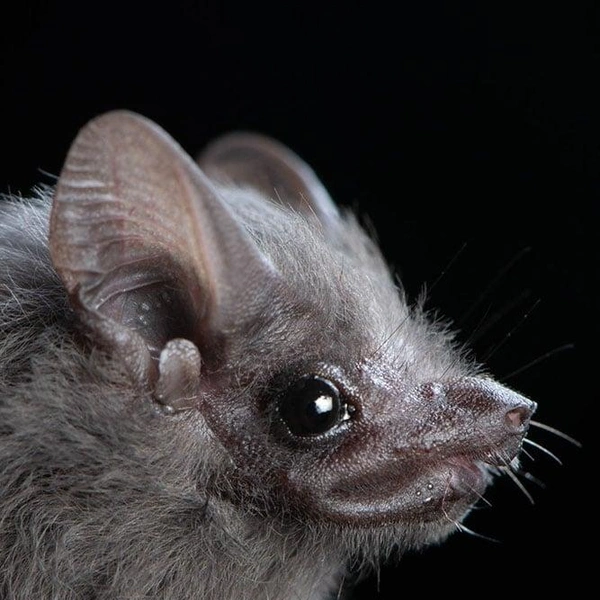 Мешкокрыл Петерса (Balantiopteryx plicata) | Источник: José Gabriel Martínez-Fonseca via PetaPixel