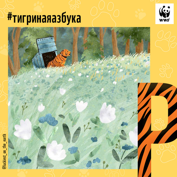 Фото №17 - Тигры от А до Я: WWF России и Woman.ru выпустили карточки об амурском тигре