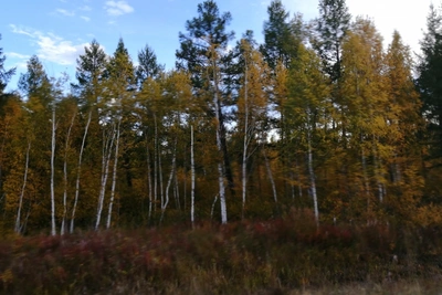 Обоснование для парка Читинский бор отправлено в Минприроды