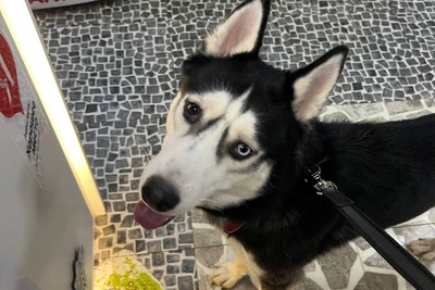 Спасенный хаски Кубик ищет новый дом