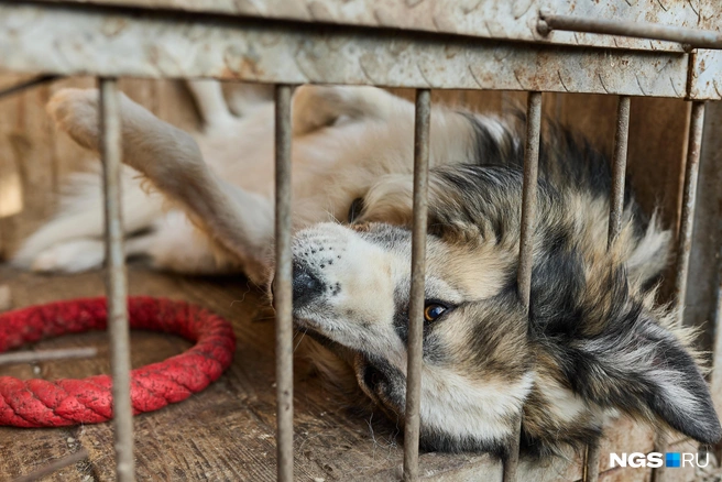 Хан — пес с тяжелой судьбой, но легким характером | Источник: Александр Ощепков / NGS.RU