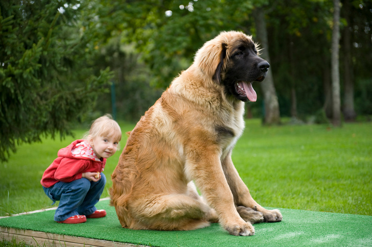 5 опасных заблуждений о дружбе ребенка и собаки