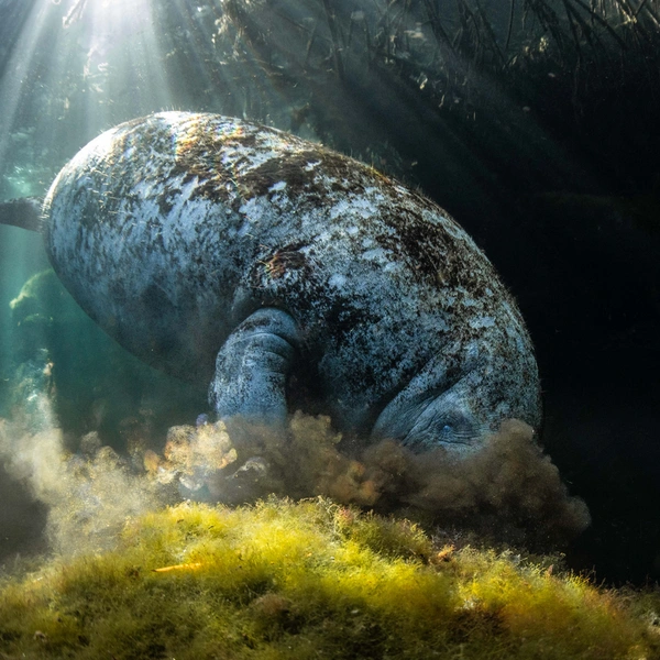 Финалист в номинации «Подводная съемка» | Источник: Valentina Cucchiara / Mangrove Photography Awards 2025