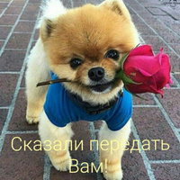 Аватарка Чучело-Мяучело