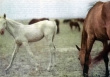 Нисийские кони