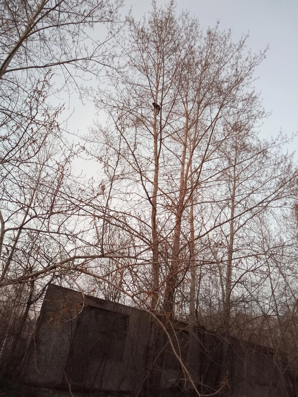 Пушистик двое суток провел на дереве | Источник: «ЗооСпас в Екатеринбурге» / Vk.com