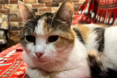 Nika and Sera Seek Loving Home After Rescue in Tyumen