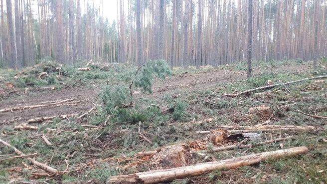 Жители в шоке от вырубки соснового леса у деревни Боровой | Источник: местные жители