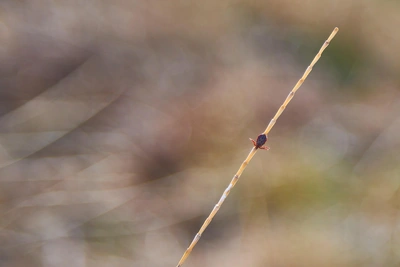 Опасные клещи активизировались в Волгоградской области