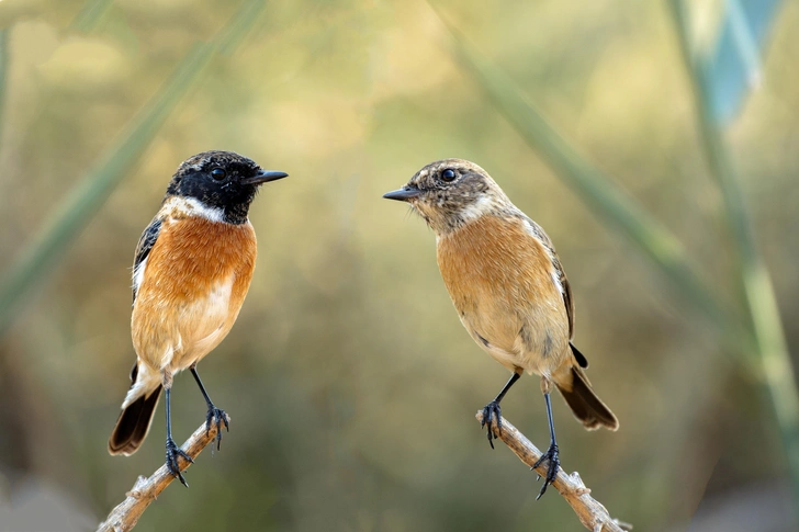 Пара сибирских черноголовых чеканов | Источник: Manu M Nair via Shutterstock/Fotodom.ru
