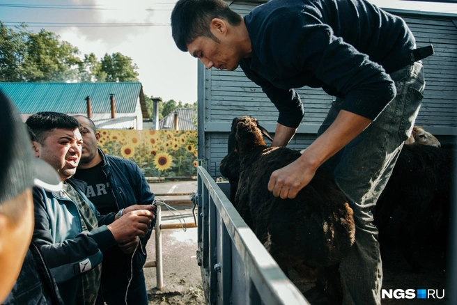 Продают жертвенных животных по весу, и стоят они недешево: приценившись в разных местах, журналисты НГС услышали суммы от 12 до 16 тысяч рублей. Вероятно, найти барашка можно и подороже, и подешевле | Источник: Андрей Бортко / NGS.RU