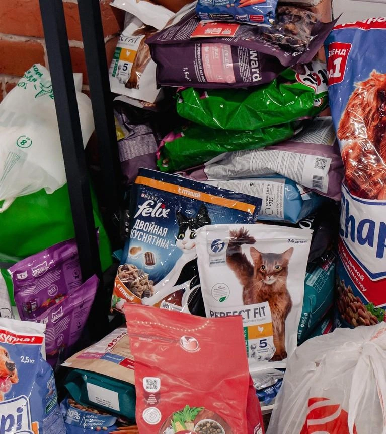 Кот действительно напоминает мультяшного Феликса с пачки кошачьего корма | Источник: Лина Саитова / 116.RU