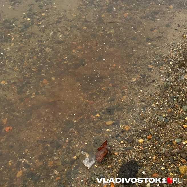 Сейчас пока видно только остатки цветения | Источник: Елена Буйвол / VLADIVOSTOK1.RU