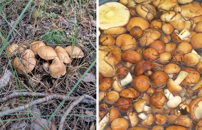 Маслята активно растут в августе и сентябре | Источник: «Грибы. Грибники Омска и Омской области» / vk.com