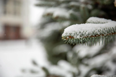 В Воронеже дождь сменится морозом до -8