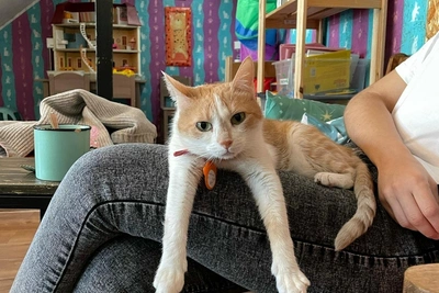 Сирену дважды вернули в приют: в Самаре ищут дом для кошки