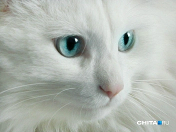 Белый пушистик | Источник: подписчик chitaru75 / T.me