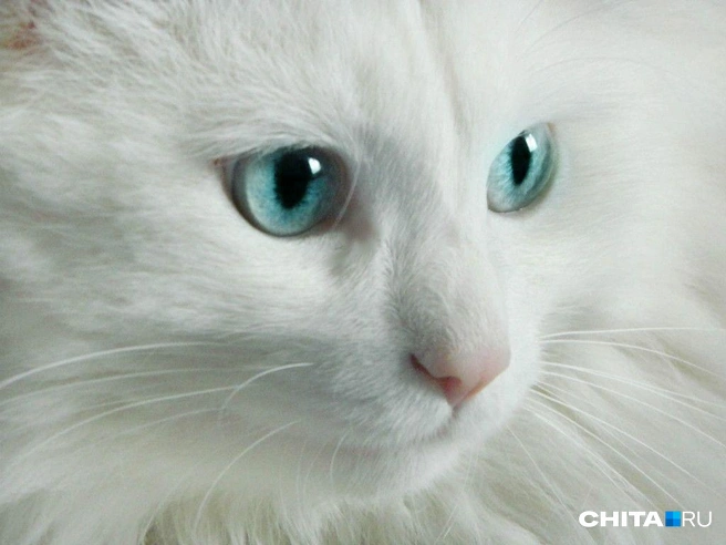 Красота в глазах смотрящего, не так ли? | Источник: подписчик chitaru75 / T.me