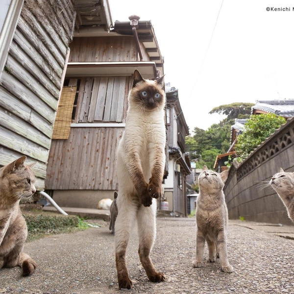 Источник: Comedy Pet Photography Awards