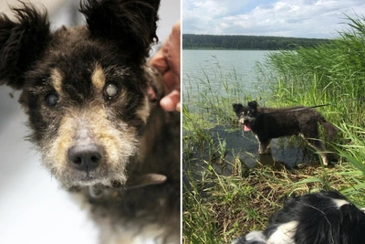 Nizhny Novgorod residents share adopted pets' changes