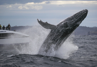 Масштаб трагедии ужасает: послушайте увертюру, из которой убрали ноты по числу погибших китов