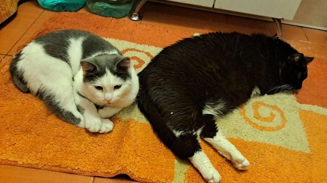 Вместе теплее&nbsp;— именно этого правила придерживается эта пушистая парочка | Источник: читатель НГС Андрей