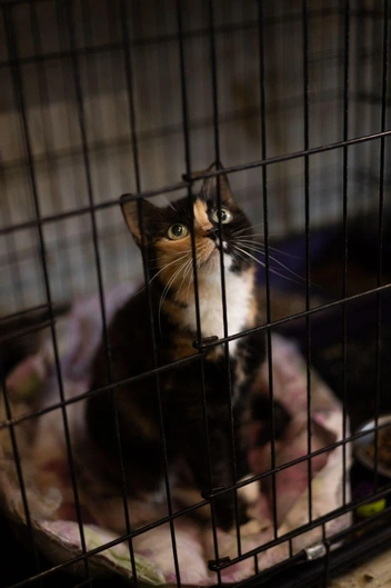 Источник: Елена Гасанова