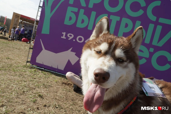 В Москве прошел кросс «Быстрый пес» (18+) | Источник: Дмитрий Толстошеев / MSK1.RU
