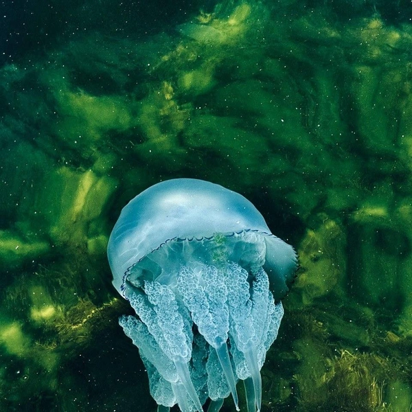 Медузы-корнероты у берегов Крыма | Источник: Бельбекская долина. Крым / Vk.com