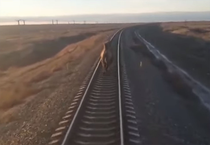 В Астраханской области поезд опоздал на 44 минуты из-за бежавшего по рельсам верблюда (видео)