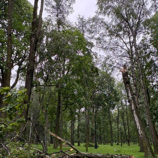 Источник: Комитет по благоустройству СПб