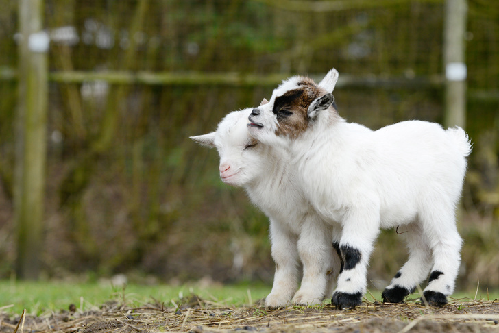 30 фото маленьких козлят, которые вызовут слезы умиления у каждого