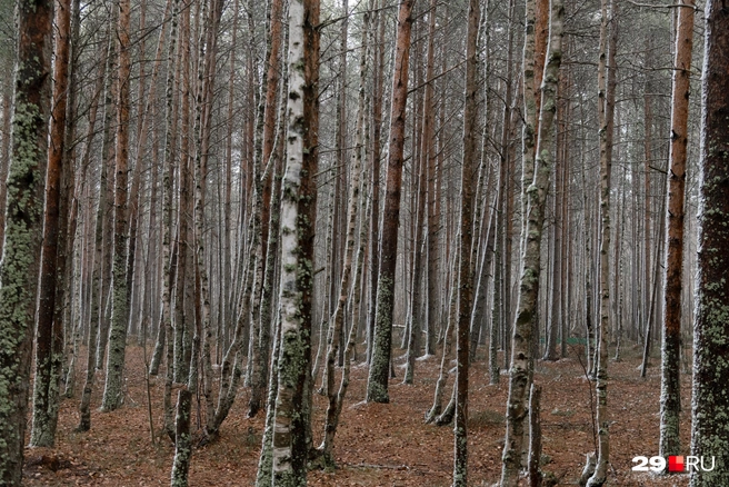 Источник: Иван Митюшёв / 29.RU