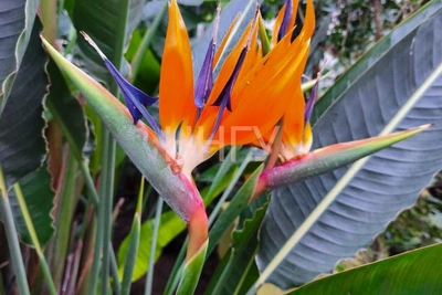 В Нижнем Новгороде зацвели экзотические «райские» цветы