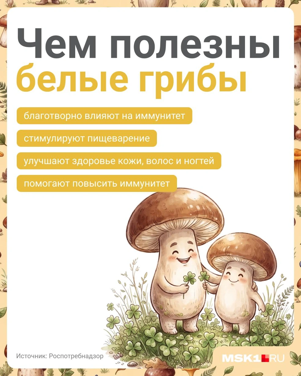 Чем полезны белые грибы  | Источник: Полина Авдошина / Городские медиа
