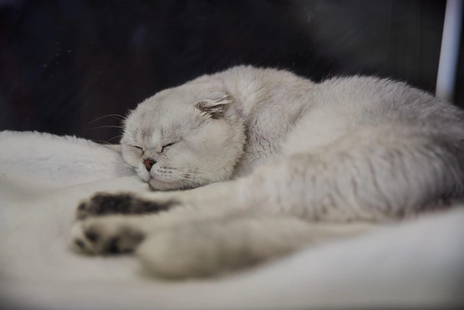 При подозрении на беременность, кошку стоит показать ветеринару | Источник: Александр Ощепков / NGS.RU