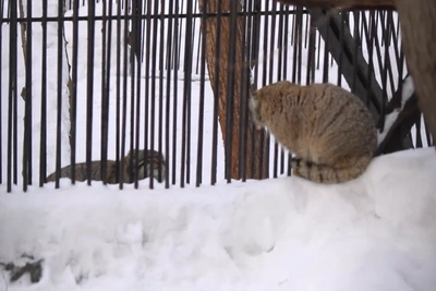 Манулы пообщались в зоопарке — забавное видео
