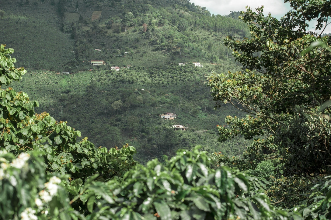 Guess посадит тысячи деревьев в рамках новой экоинициативы | marieclaire.ru